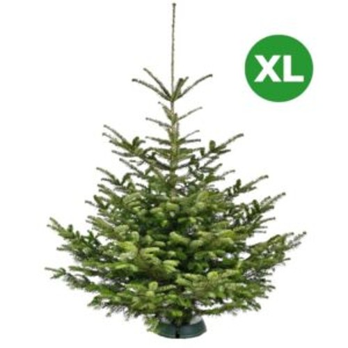 Nordmanntanne 185cm, 1stk