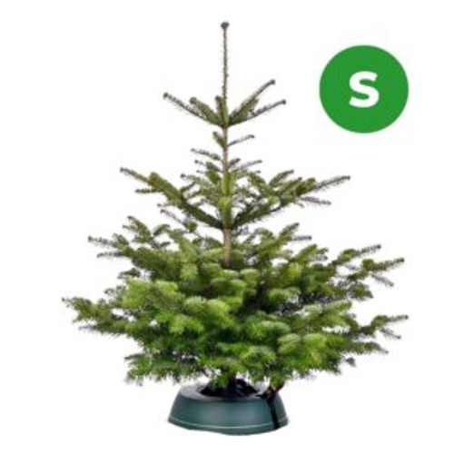 Nordmanntanne bis 100cm, 1stk