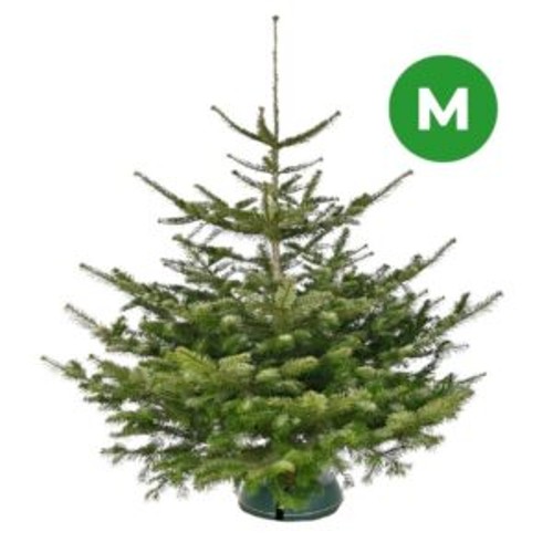 Nordmanntanne 135cm, 1stk