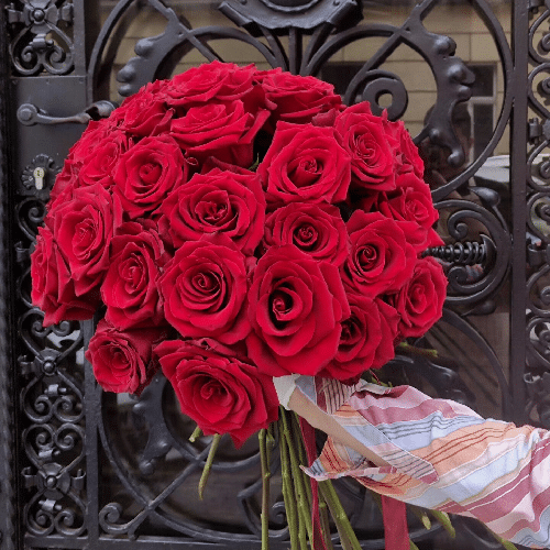 Ecuador Rote Rosen
