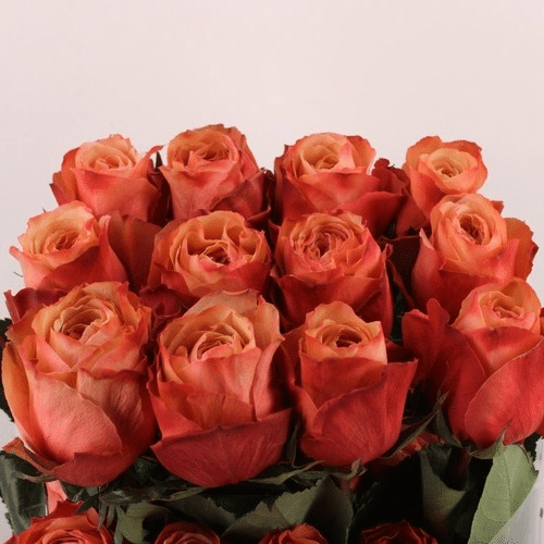 Rose orange - Kahala